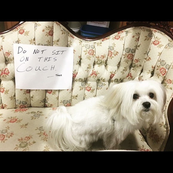 Meet your Posher, Laura - Picture 2 of 5